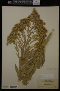 Solidago gigantea image