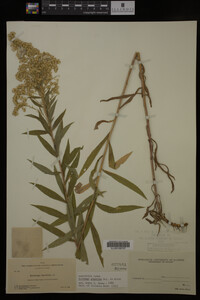 Solidago gigantea image