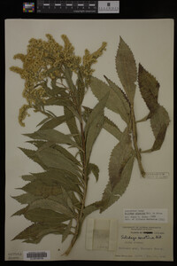 Solidago gigantea image