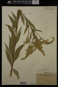 Image Associated With the Occurrence
