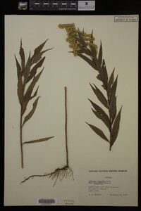 Solidago gigantea image