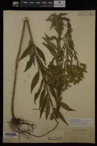 Solidago gigantea image