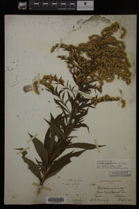Solidago gigantea image