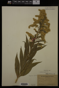 Solidago gigantea image