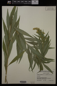 Solidago gigantea var. serotina image