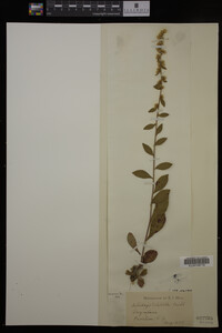 Solidago hispida image