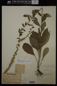 Solidago hispida image