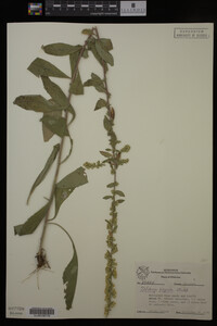 Solidago hispida image