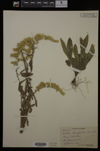 Solidago hispida image