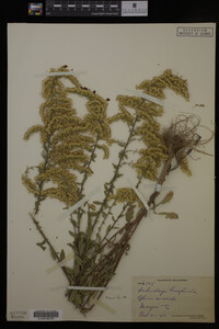 Solidago hispida image