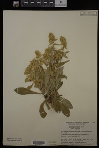 Image Associated With the Occurrence