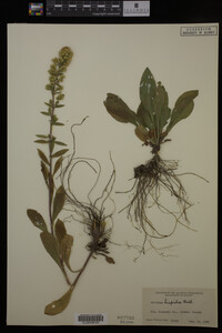 Solidago hispida image