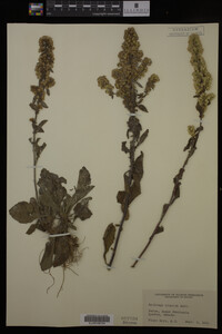 Solidago hispida image