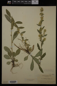 Solidago hispida image