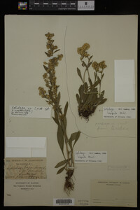 Solidago hispida image