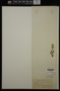 Solidago hispida image