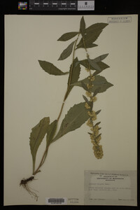Solidago hispida image