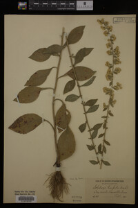 Solidago hispida image