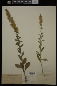 Solidago hispida image