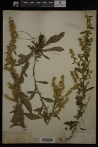 Solidago hispida image