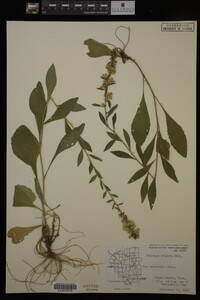 Solidago hispida image