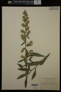 Solidago hispida image