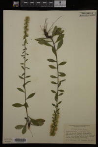 Solidago hispida image