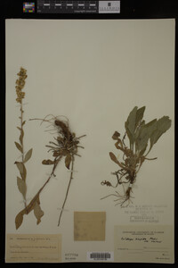 Solidago hispida image