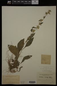 Solidago hispida image