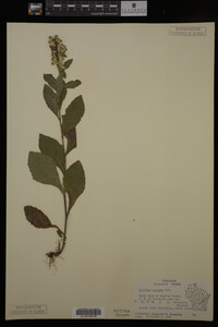 Solidago hispida image