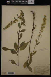 Solidago hispida image