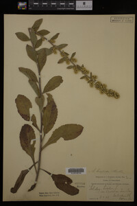 Solidago hispida image