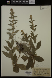Solidago hispida image