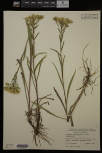 Media resource of Solidago houghtonii
