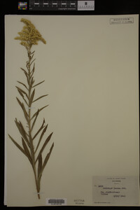 Solidago juncea image