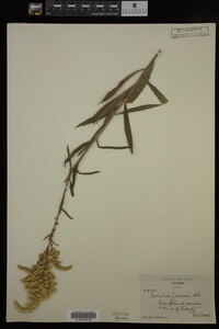 Solidago juncea image