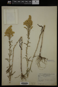 Solidago juncea image