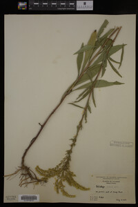 Solidago juncea image