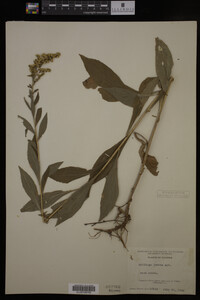 Solidago juncea image