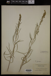 Solidago juncea image