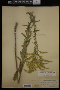 Solidago juncea image
