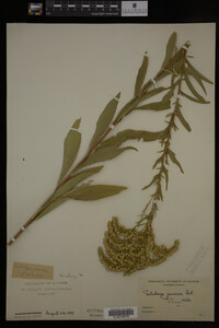 Solidago juncea image