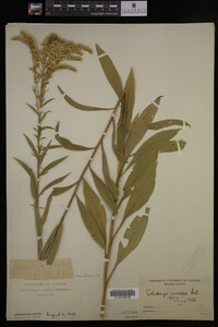 Solidago juncea image
