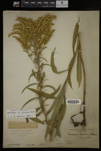 Media resource of Solidago juncea