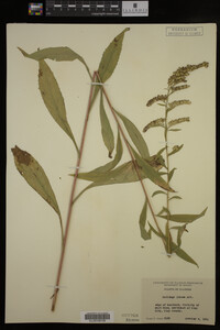 Solidago juncea image
