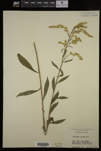 Solidago juncea image