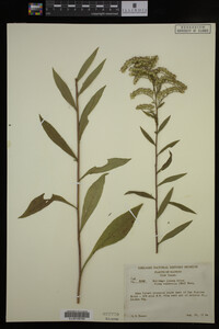 Solidago juncea image