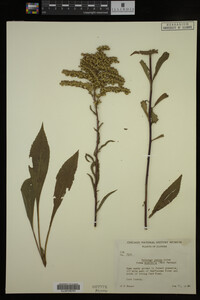 Solidago juncea image