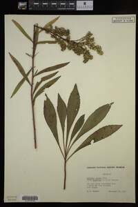 Solidago juncea image