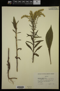 Solidago juncea image
